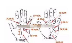 《傳統(tǒng)手相結合西方占星理論》零基礎入門到精通百度網盤插圖